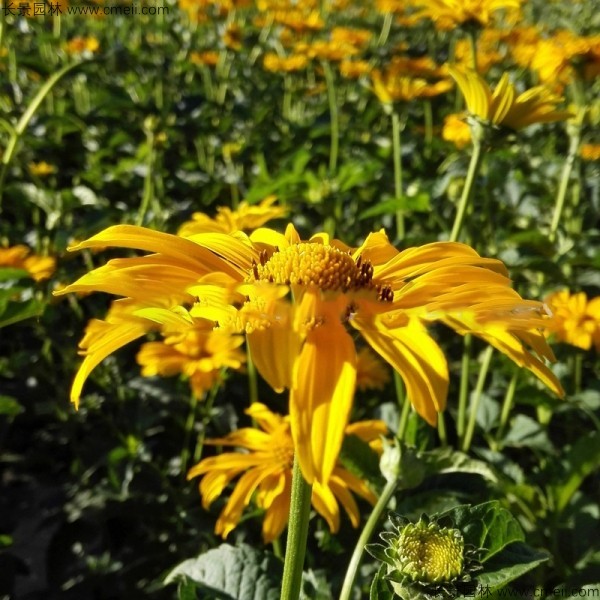 日光菊種子發(fā)芽出苗開(kāi)花圖片