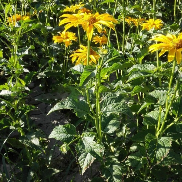 日光菊種子發(fā)芽出苗開(kāi)花圖片