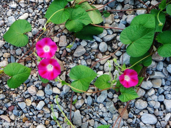 牽牛花種子發(fā)芽出苗開花圖片