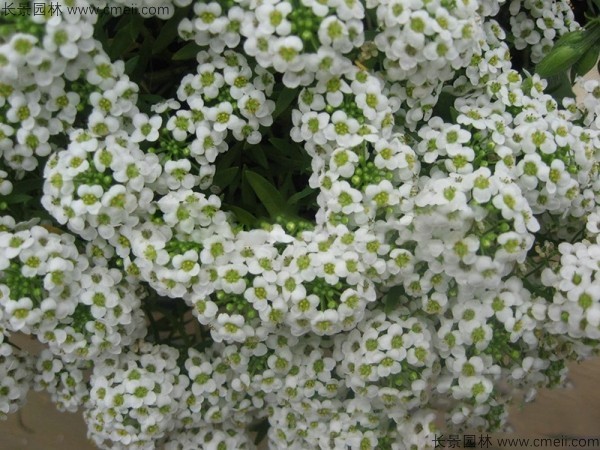 香雪球種子發芽出苗開花圖片