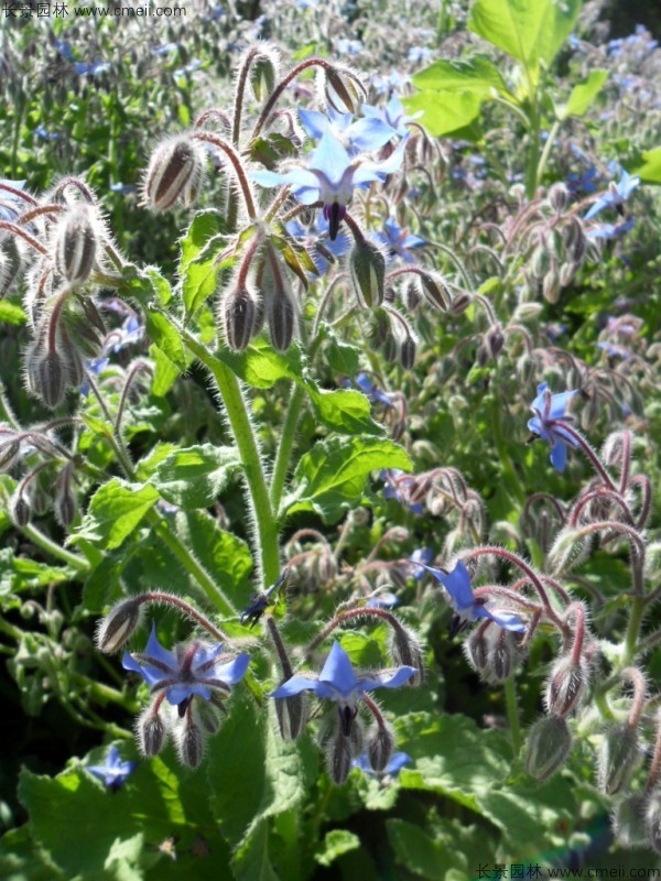 琉璃苣種子發(fā)芽出苗開(kāi)花圖片