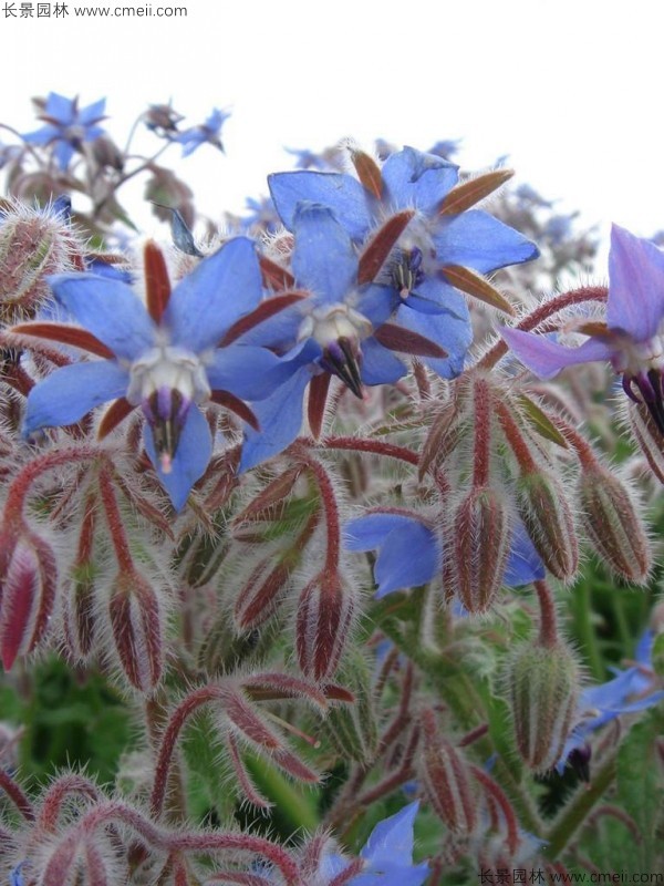 琉璃苣種子發(fā)芽出苗開(kāi)花圖片