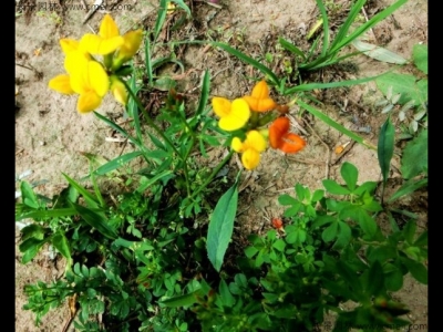 百脈根幾月份開花