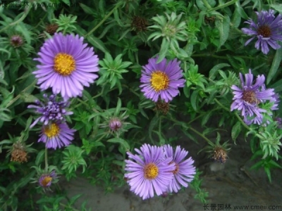 除蟲菊種子多久發芽