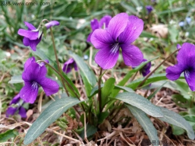 紫花地丁的花語(yǔ)是什么