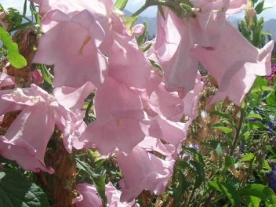 風鈴花種子幾天發芽