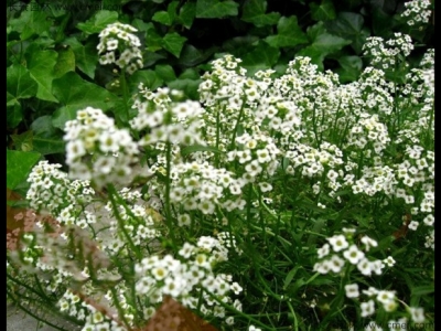 香雪球如何養護才能開花更好？