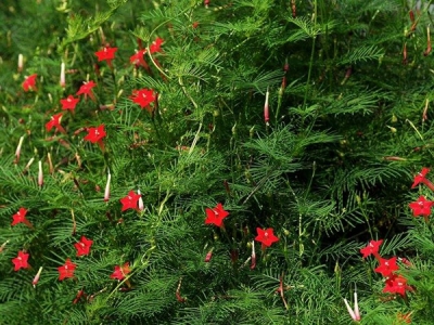 蔦蘿怎么種植才能生長更好？