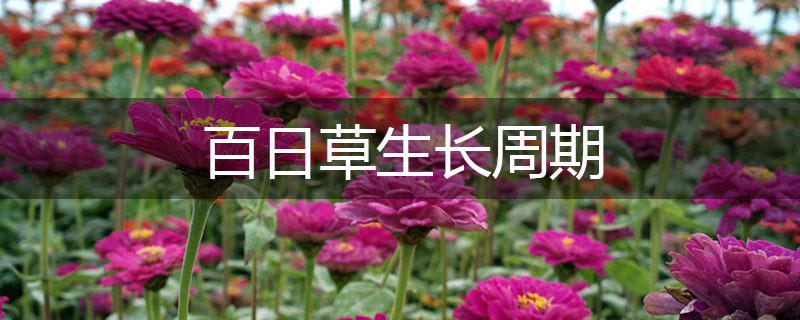 百日草生長(zhǎng)周期