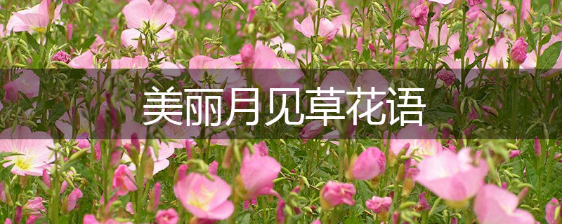 美麗月見(jiàn)草花語(yǔ)