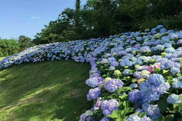 八仙花耐陰嗎？