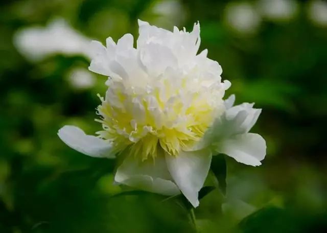 芍藥好養嗎