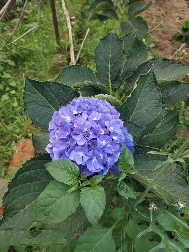 繡球花耐寒嗎