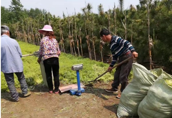 佛甲草什么時(shí)候播種