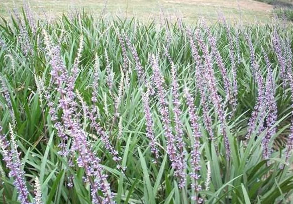 麥冬和沿階草的區(qū)別