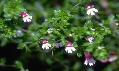 小米草種植技術(shù)