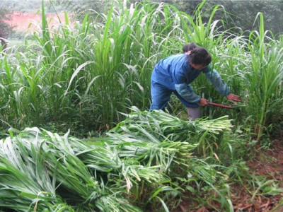 皇竹草能喂魚嗎？