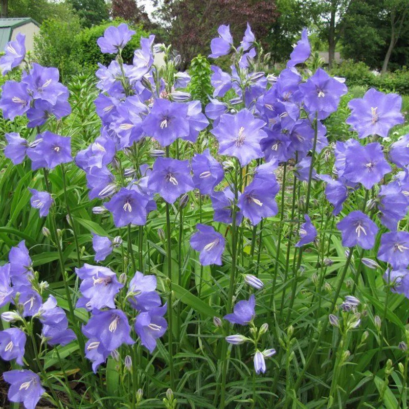 風鈴花的花語是什么，風鈴花如何養護