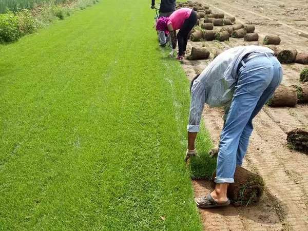 四季青草坪圖片