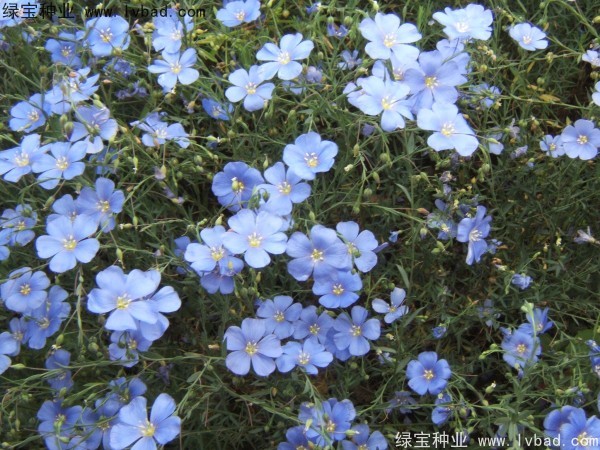 藍花亞麻圖片