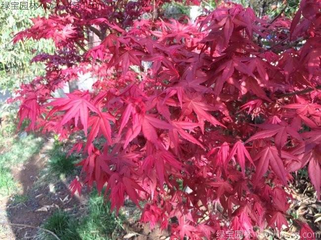 日本紅楓