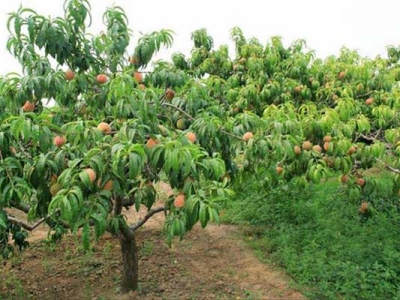 福建可以種植桃子嗎？