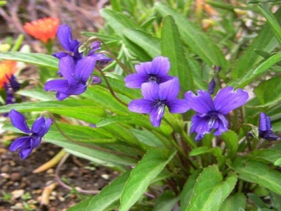 紫花地丁夏天開花嗎？