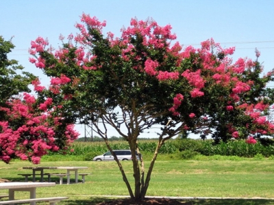 夏天紫薇樹能種植嗎？