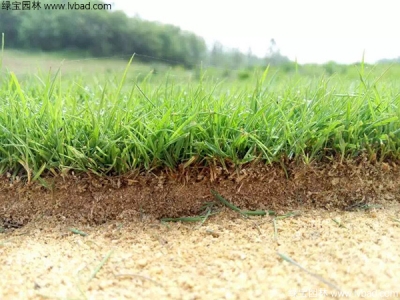 草坪種植一平方米需要多少錢？