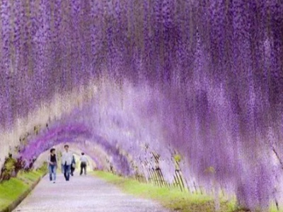 紫藤花可以盆栽嗎