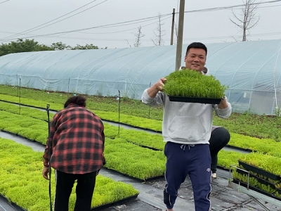 佛甲草的壽命是多長時間