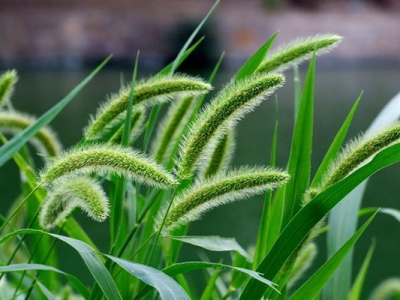 狗尾巴草的花是什么樣子的？