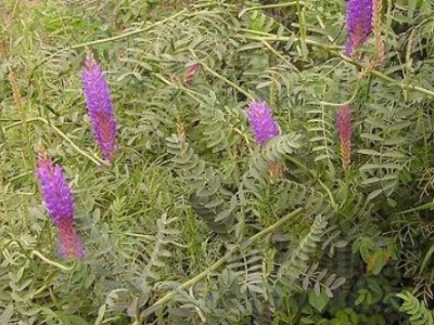 沙打旺草適合南陽(yáng)種植嗎？