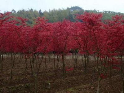 庭院適合種植日本紅楓嗎