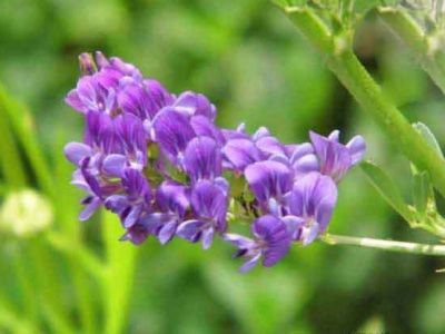 7月份能種紫花苜蓿嗎