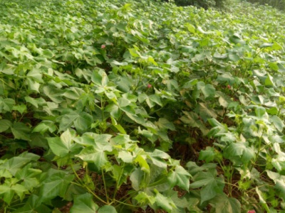 7月份還能種植白術(shù)嗎