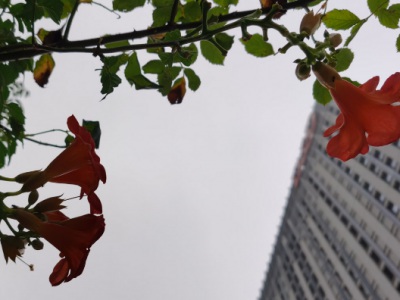 凌霄花7月份可以種植嗎