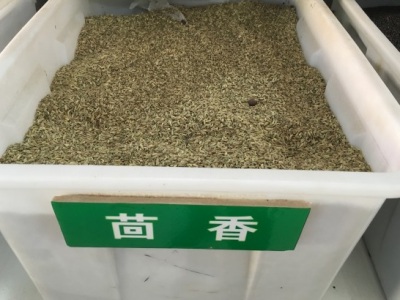 茴香七月份能播種嗎露地？