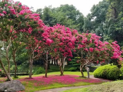 紫薇樹夏天移栽能活嗎？