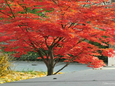 紅楓樹黑龍江能種植嗎？