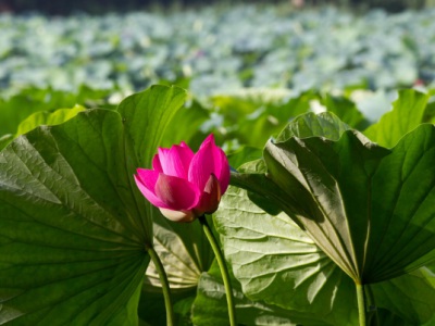 黑龍江能養荷花嗎