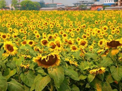 向日葵7月份可以種植嗎？