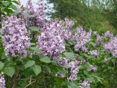 紫丁香和丁香花是同一種花嗎？