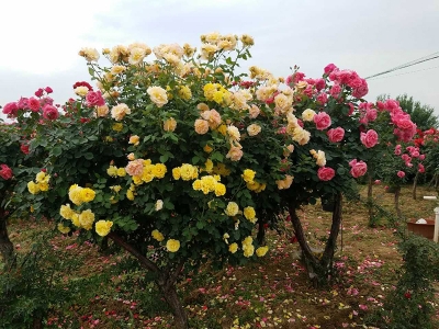 樹(shù)狀月季花樹(shù)北方能種植嗎？