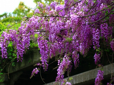 紫藤花季是什么時候？