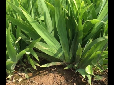 鳶尾是常綠植物嗎？