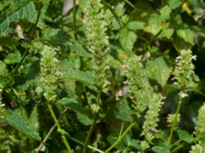 藿香剛發(fā)芽什么樣子？