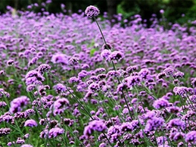 馬鞭草7月份有花嗎？