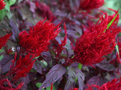 鳳尾雞冠花什么時(shí)候播種最好,鳳尾雞冠花的種植時(shí)間