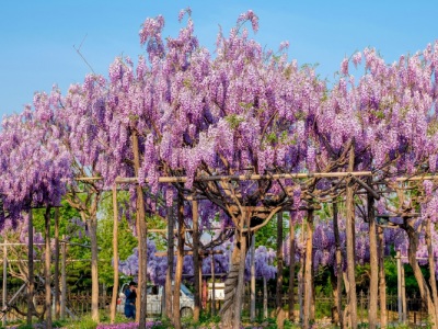 紫藤花什么時候開花？